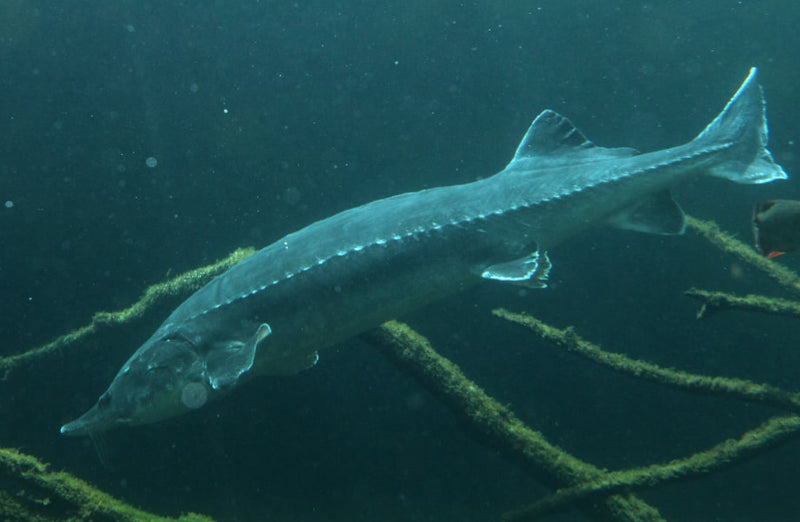 Beluga: Die Legende des Meeres und der Gastronomie