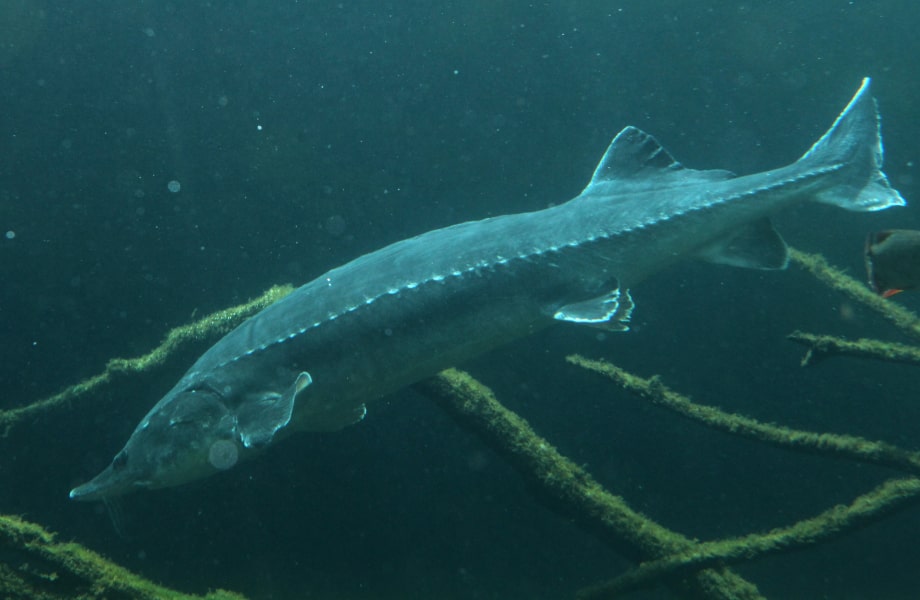 Beluga: Die Legende des Meeres und der Gastronomie