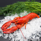 Hummer gekocht – ganzer Hummer mit Dill und Eis