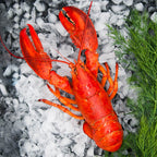 Hummer gekocht – Draufsicht auf Hummer mit Eis und Dill