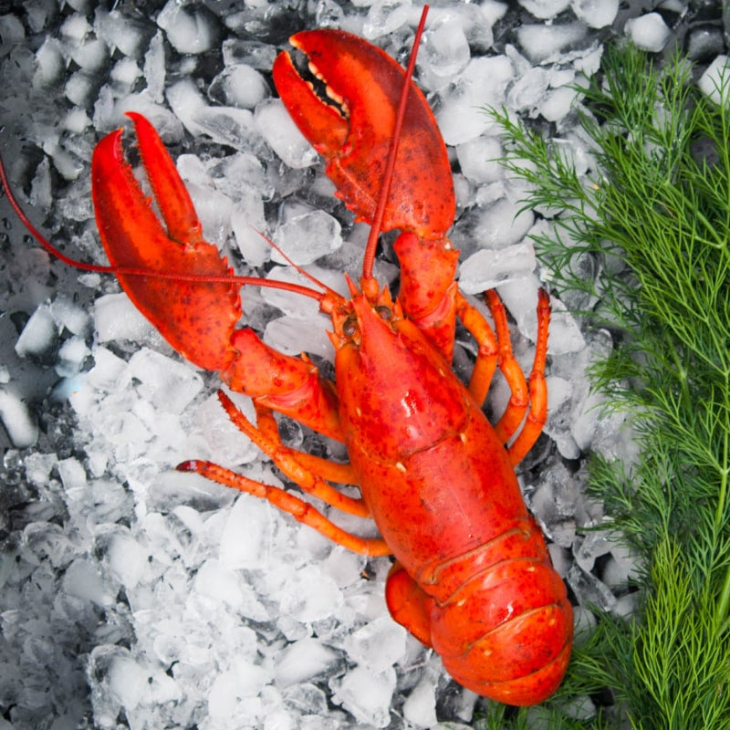 Hummer gekocht – Draufsicht auf Hummer mit Eis und Dill