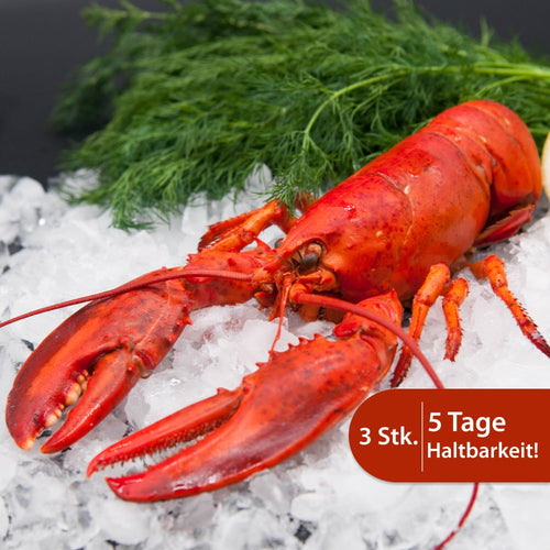 Hummer gekocht Set 3 Stk.