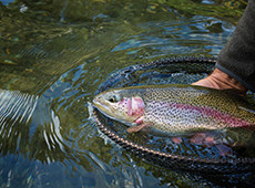 Fischdelikatesse - IKRiNKA