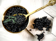 The harvest The harvest
