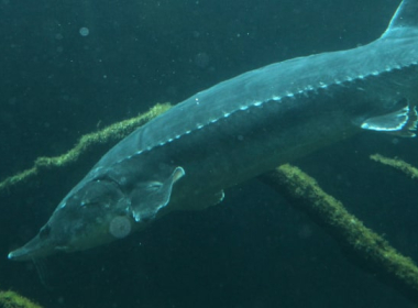 Beluga: Die Legende des Meeres und der Gastronomie