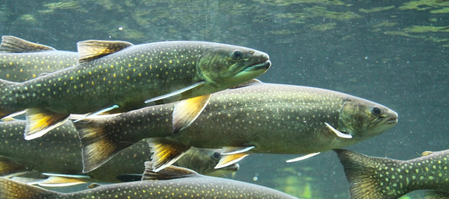 Salmon trout – expert in purity and master of adaptation