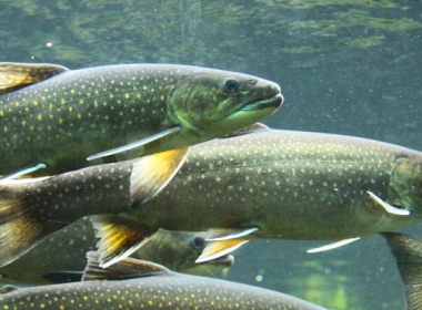 Salmon trout – expert in purity and master of adaptation